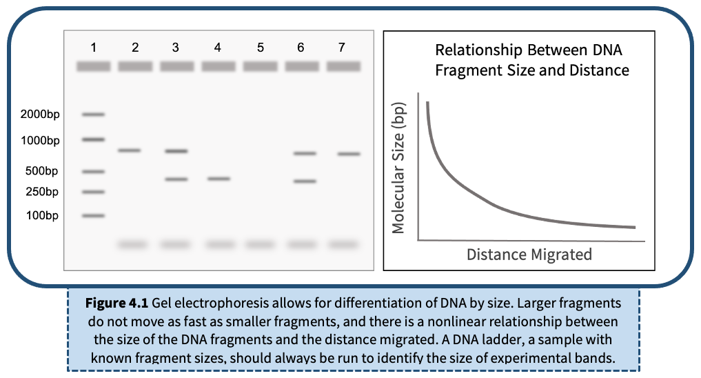 Lab 4: Gel Electrophoresis – The Wolbachia Project